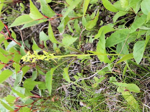 Platanthera tipuloides