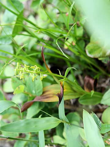 Platanthera tipuloides