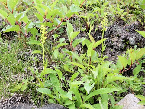 Platanthera tipuloides