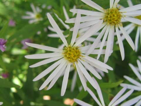 Aster ageratoides ssp. angustifolius