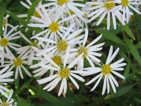 Aster ageratoides ssp. angustifolius