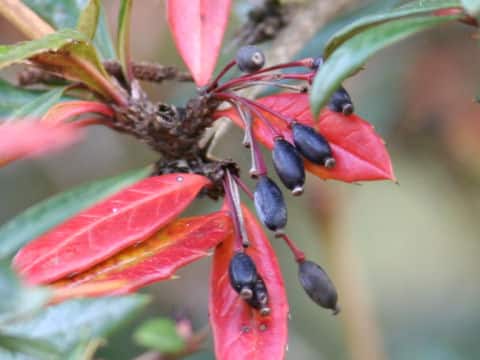 Berberis hookeri