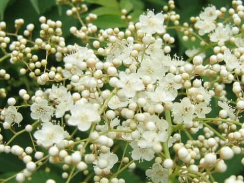 Sorbaria sorbifolia