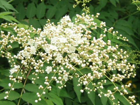 Sorbaria sorbifolia