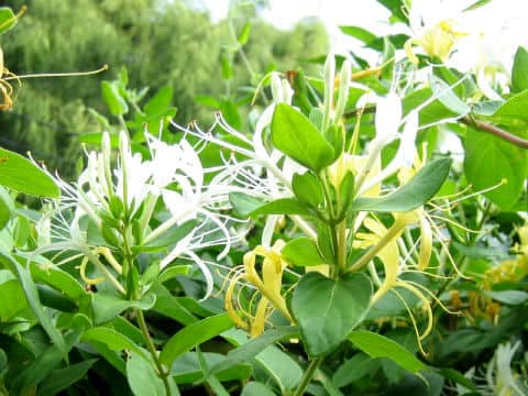 Lonicera periclymenum