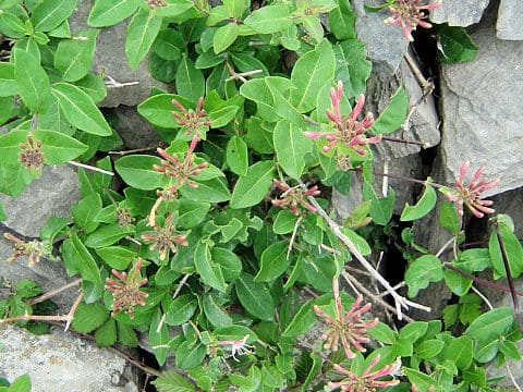 Lonicera periclymenum