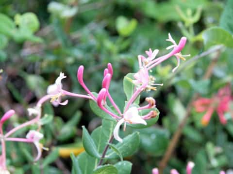 Lonicera periclymenum