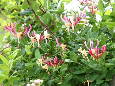 Lonicera periclymenum