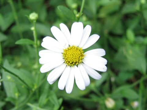 Aster sohayakiensis