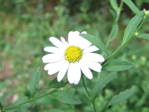Aster sohayakiensis