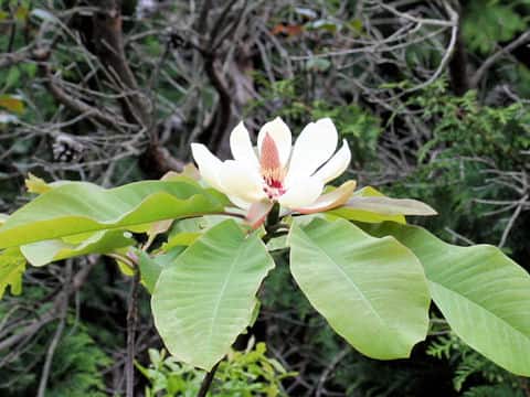 Magnolia obovata