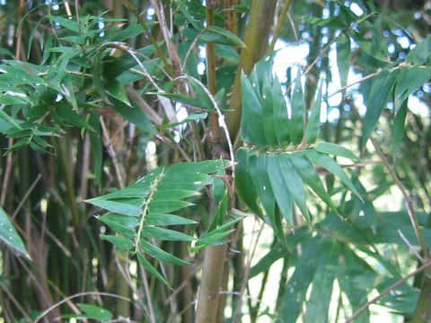Bambusa multiplex var. elegans