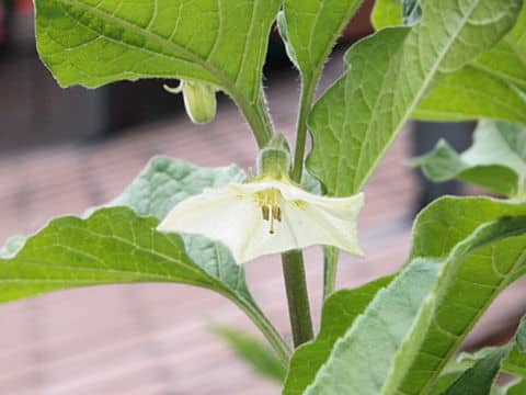 Physalis alkekengi var. franchetii
