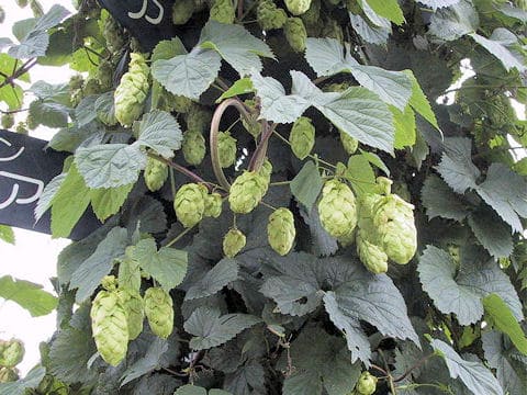Humulus lupulus
