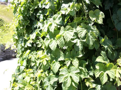 Humulus lupulus
