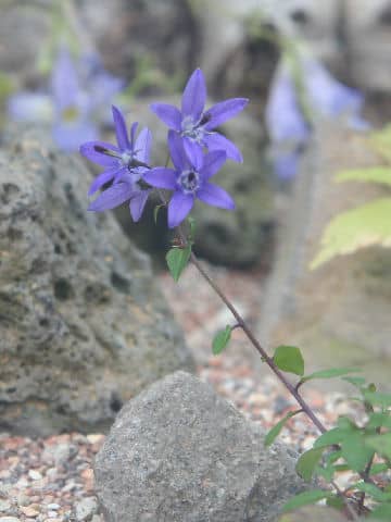 Campanula uemurae