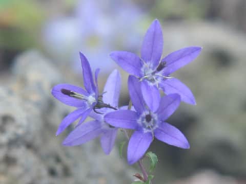 Campanula uemurae