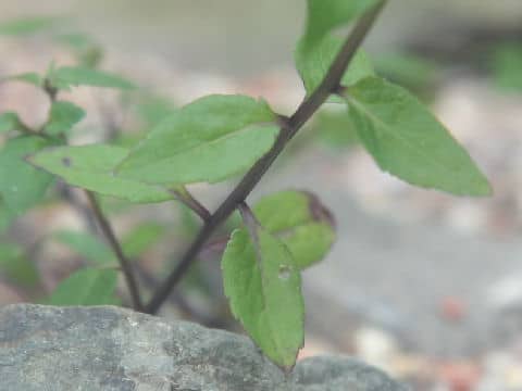 Campanula uemurae