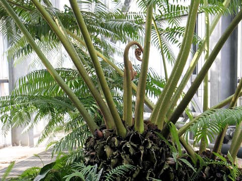 Angiopteris palmiformis