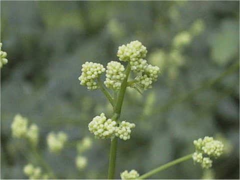 Bupleurum longiradiatum ssp. sachalinense var. elatius