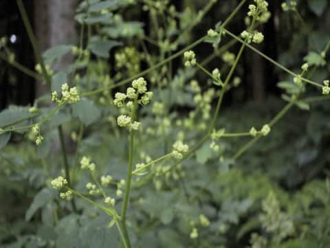 Bupleurum longiradiatum ssp. sachalinense var. elatius