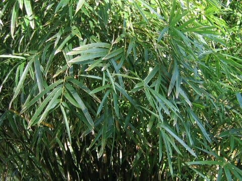 Bambusa multiplex f. variegata