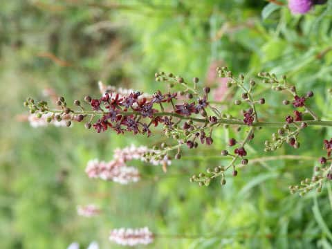 Veratrum maackii var. maackii