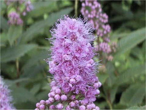Spiraea salicifolia