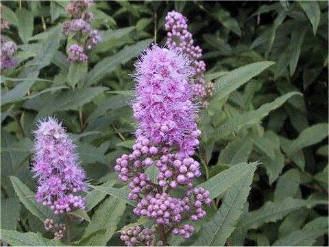 Spiraea salicifolia