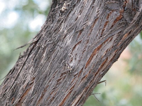 Elaeagnus angustifolia
