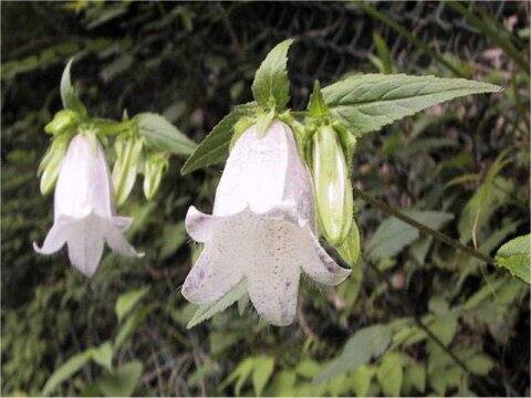 Campanula punctata