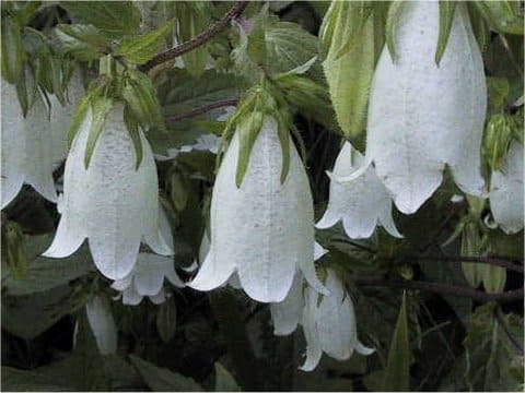 Campanula punctata