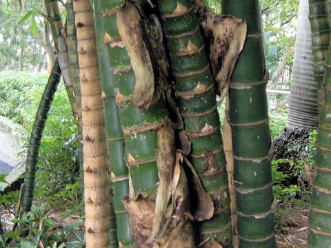 Phyllostachys aurea