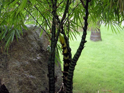 Phyllostachys aurea