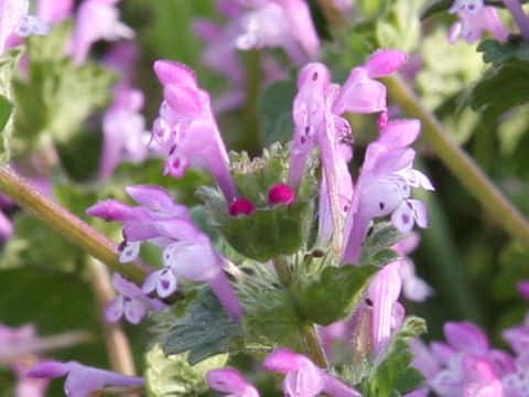 Lamium amplexicaule