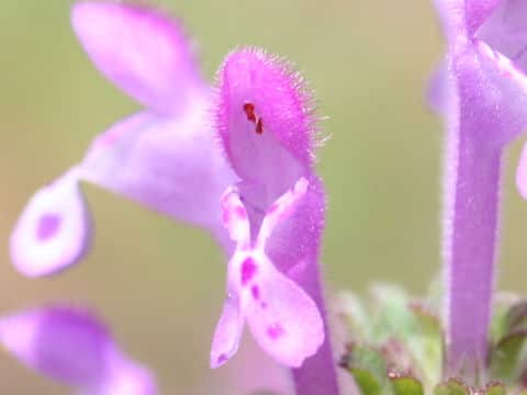 Lamium amplexicaule