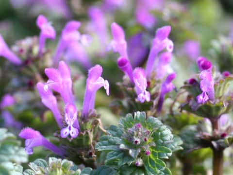 Lamium amplexicaule