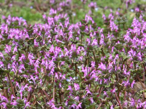 Lamium amplexicaule