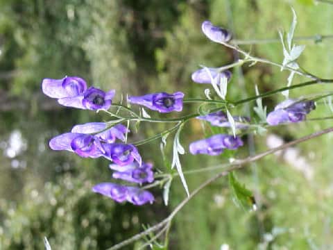 Aconitum senanense