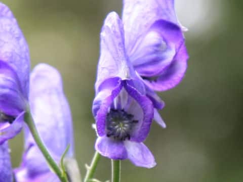 Aconitum senanense