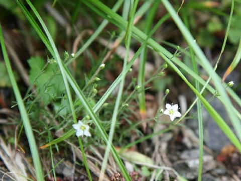 Minuartia verna var. japonica