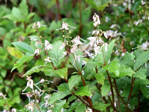 Elliottia paniculata
