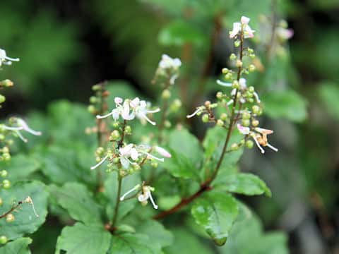 Elliottia paniculata