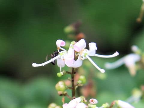 Elliottia paniculata