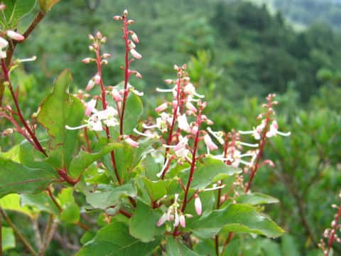 Elliottia paniculata
