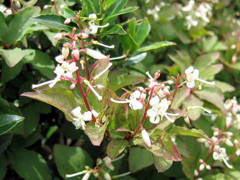 Elliottia paniculata