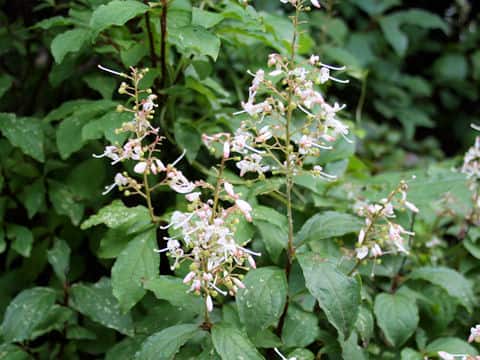 Elliottia paniculata