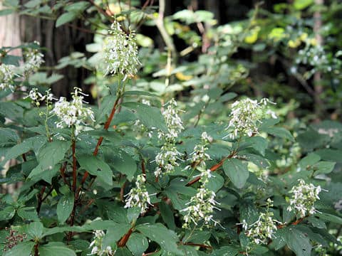 Elliottia paniculata