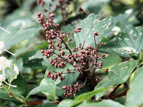 Elliottia paniculata