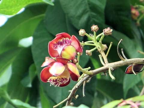 Couroupita guianensis